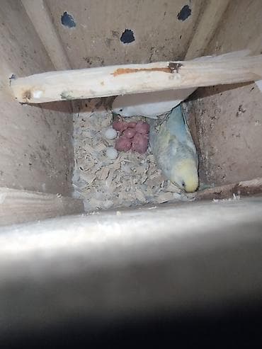 Quşlar: 3 çüt tergitme tutuqusulardir her birinin altında bala ve yumurta var — 7