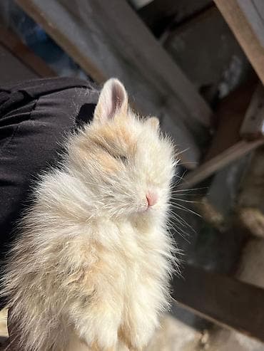 tap.az heyvanlar qusar: 1 aylıq çox şirin dovşan satılır 🐰✨ Tam sağlamdır, çox sakit və — 10