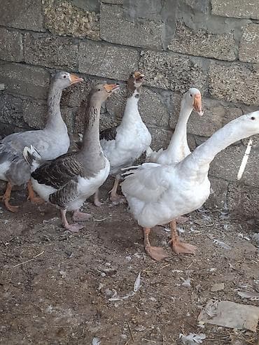 qaz baları: 5 qaz satilir 1 illlikdiler biri bala cixarib digerleri yumurtlayir 3 — 1