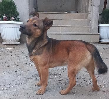 собака в хорошие руки: 1 год, Самец — 4