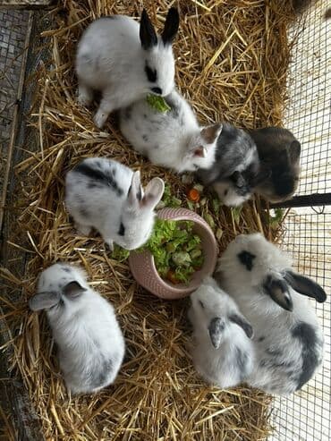 Коровы, быки: Dekorativ dovşan balaları Müxtəlif rəng və naxışlarda dekorativ — 2