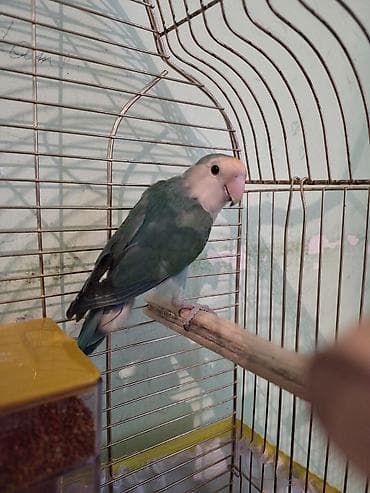 Məhsul: Sevgi tutuquşu (lovebird) qəfəsi ilə Təsvir: - Rəng