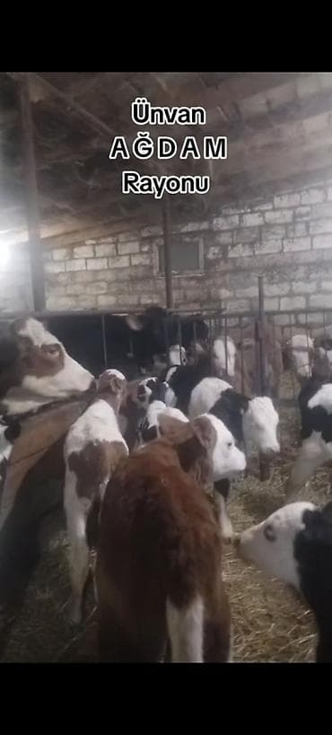 kok dana: Ünvan AĞDAM rayonu cins buzovlar Erkək Dişi qiymed Buzova gore deyiwir — 3