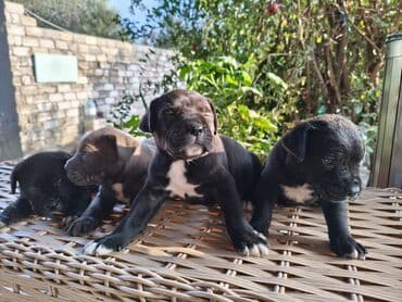 кане корсо цена: 1 ay, Peyvəndli, Ünvandan götürmə, Pulsuz çatdırılma, Ödənişli çatdırılma — 4