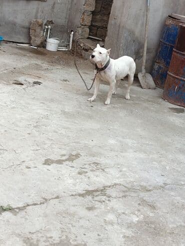 oglan it adlari: Ağ rəngli, əzələli, orta-böyük ölçülü it. Qısa tüklü, qulaqları kəsik — 4