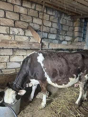 Dişi, il: 2, Südlük, Ünvandan götürmə lalafo.az -da Dişi, il: 2, Südlük, Ünvandan götürmə