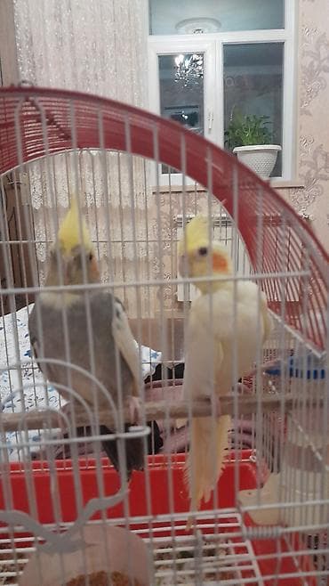 quş bazarı: Nimfalar (Cockatiel) cütü – qəfəs və aksesuarlarla birlikdə - Növ — 1