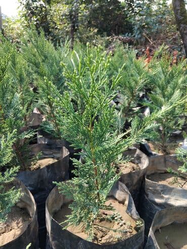 bitki satışı: Thuja (həcərli həmişəyaşıl) tingləri - Qara polietilen torbalarda — 2