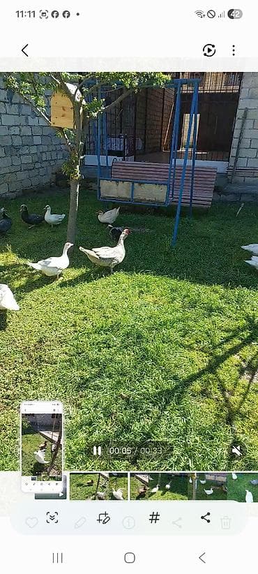 lavanda ördək: Lal yapon ördəklər xoruzdar kül öküz qırmızı öküz sortudu — 7