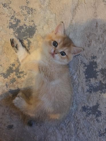 pisiy: Чистокровные котята шиншилы. Полтора месяца. Игривые, ласковые и — 7
