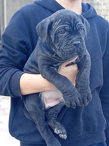 ov itləri: Kane-Korso, 1 ay, Erkek, Sənədli, Ünvandan götürmə, Pulsuz çatdırılma, Rayonlara çatdırılma — 2