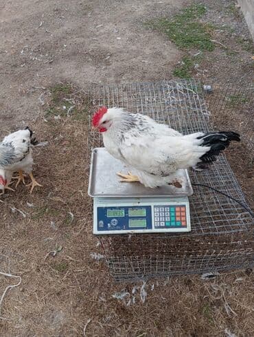 Kənd təsərrüfatı quşları: Cins toyuqlar – ətlik-yumurta istiqaməti - Rəng: ağ lələklər üzərində — 4