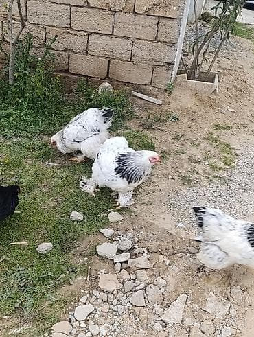 pitbull qiymetleri: 3 dənə xoruzdu Heç 1 yaşları yoxdu 2 si təzə banlamağa başlayıb biri — 6