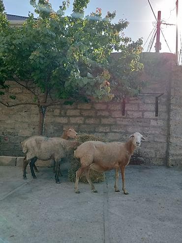 Tecili olaraq 3eded tam saglam bogaz heyvanlardi tez bir zamanlarda