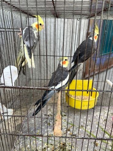 quş şekilleri: Korella erkey disi var 3 ayliq 6-7-9 ayliq hazir cut var korella bala — 8