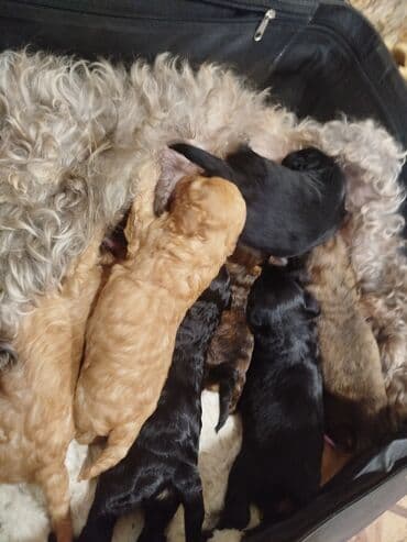 sort itler: Maltipo balası rəngə görə qiymət deyişir — 3