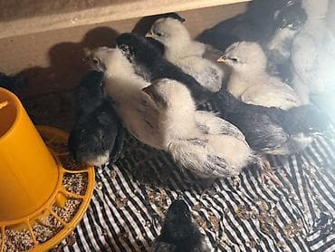 incubator cuceleri: Toyuq, Australorp, Yumurtalıq, Ünvandan götürmə, Ödənişli çatdırılma — 1