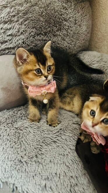 pişik latok: Şinşilla, Dişi — 11