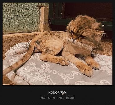 Кошки: Британская, Самец, В добрые руки, Бесплатная доставка — 3