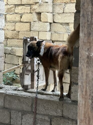 купить собаку малинуа: Belçika çoban iti, 2 il, Erkek, Peyvəndli — 21