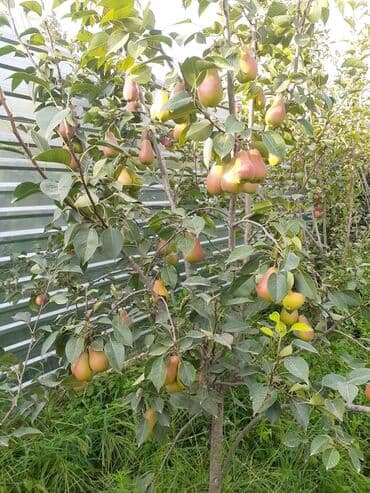 Çöl bitkiləri: Satış: armud ağacı tingləri - Növ: armud (şirin və ətirli meyvəli — 1