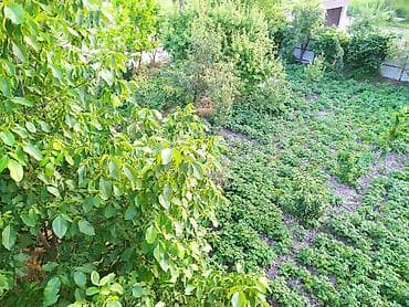 дача в баку аренда посуточно: Шемахы, 175 м², 4 комнаты, Без бассейна, Газ, Электричество, Водопровод — 10