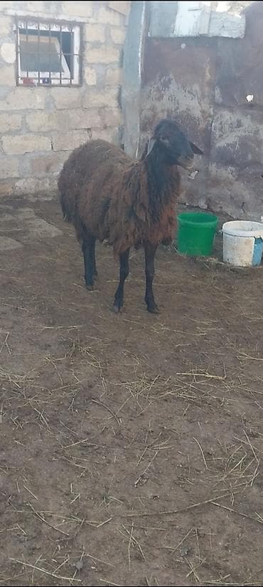 qoyun mal: Damazdig togludu 10 ayılig — 5