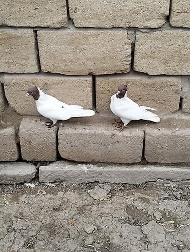 goyercin satisi: Kolço qırmızı başlar hazır cüt satılır.Ünvan Salyan — 5