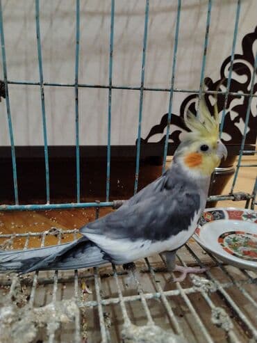 Akvariumlar: Nimfa (cockatiel) papağanı – boz-ağ rəng çaları, sarı tozquluğu və — 2