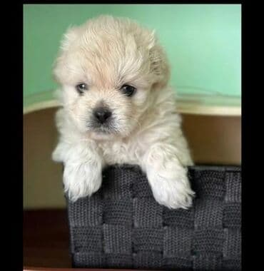 mikro pudel: Pudel, 2 ay, Peyvəndli — 3