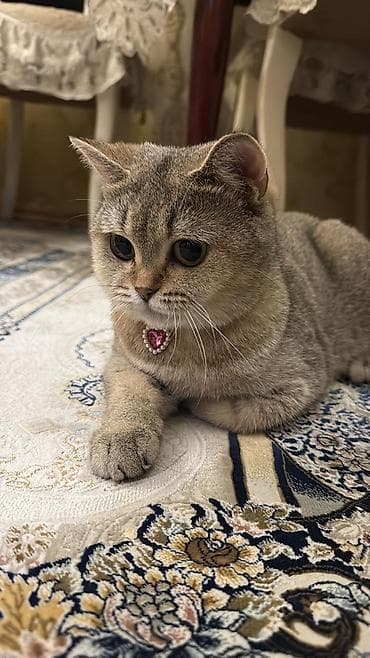 pisiyler: Britan — 5