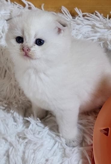 ana ari satisi: Şinşilla, Erkək, Dişi, Pulsuz çatdırılma — 8