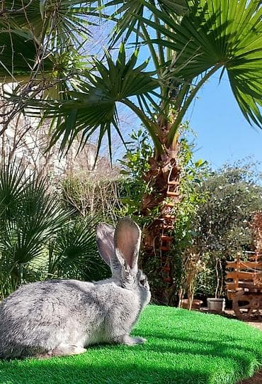 heyvanlar at: Wekilde gorduyunuz temiz Qan 2 ay yarimliq Rizen bala satilir xeyvanin — 6