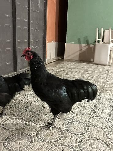 lalafo.az atlar: Qara rəngli xoruz Avstralop - Tamamilə qara lələk örtüyü, parlaq və — 1