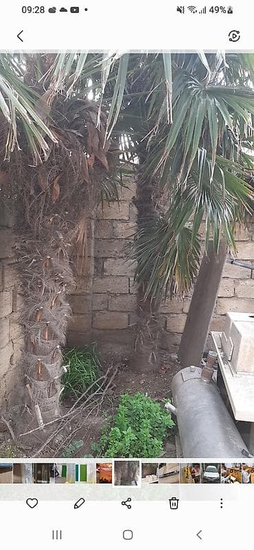 ağaç satış: Dekorativ xurma (palma) ağacları - Növ: Fan palm tipli dekorativ — 1