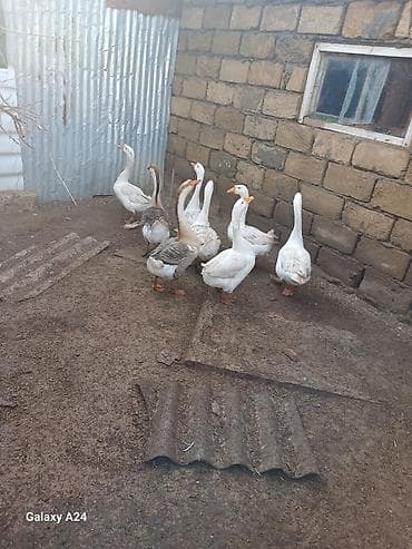 balaca itler satilir: 8 ededi hamisi erkekdiqaz satilir ve barter olur yerli qazla fere — 1