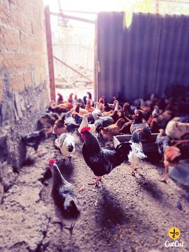 cucə alıram: Toyuq cücələri, Damazlıq, Ödənişli çatdırılma — 1