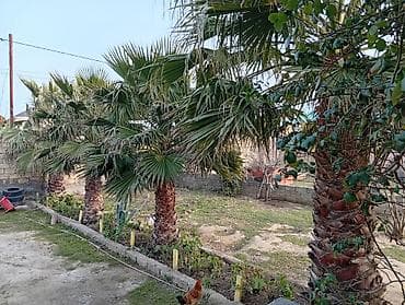 yolka agaclari: 2 ədəd Vaşinqton palma satılır.2.30 və 2.70 gövdəsi.Hovsan .1 ədədi — 2