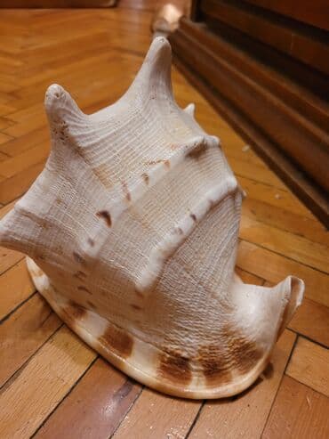 Bitkilər: Fiqur, rəng - Bej — 3