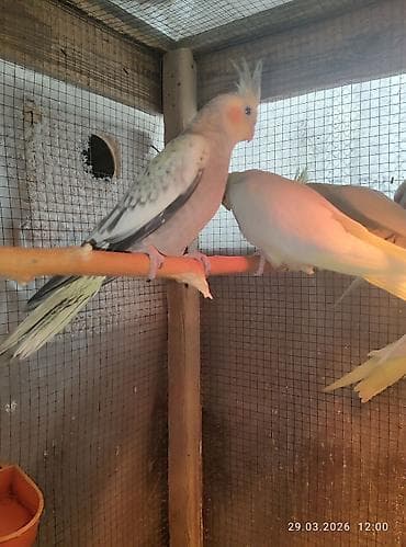 qartal quşu: 1 ay yarımlıq karella balaları,yemə düşsün satılacaq,15 günə yemə — 2