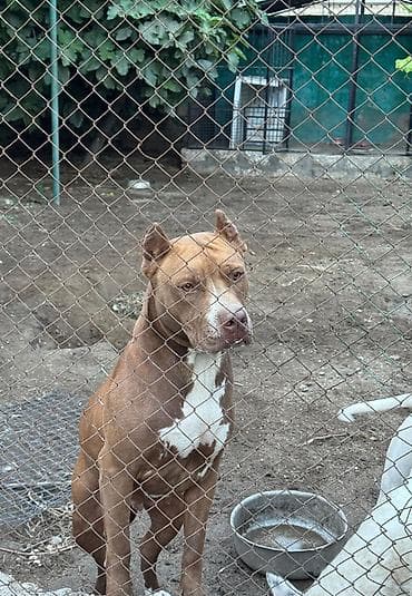 pitbul: Pitbul, 3 il, Dişi — 4