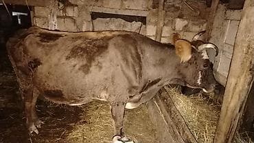 Гуси: Mart aynın axrlarında doqacaq doaqnda 8 - 10 litir süd verir 3 cü — 1