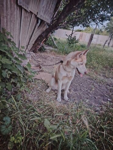 xaski itlər: Xaski, 5 ay, Dişi — 4