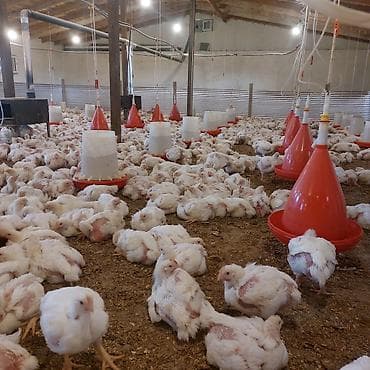 Hinduşkalar: Toyuq cücələri, Ətlik, Ünvandan götürmə — 4