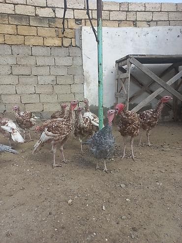 Птицы: Bronz rəngli hinduşkalar – təsərrüfat üçün sağlam, iri cüssəli quşlar — 9