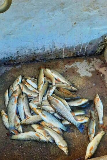 aile ucun kiraye evler 2023: 4 otaqlı, 200 kv. m, Kredit yoxdur, Yeni təmirli — 6