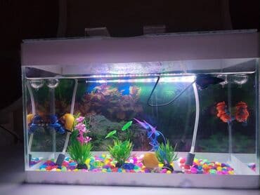 bala ördək: Dördbucaq akvarium, Balıqlarla birlikdə, 15 l — 1