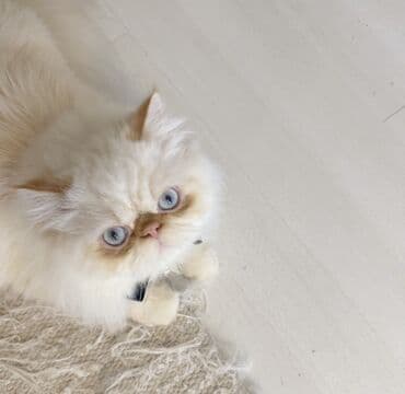 pişik balası: Fars, Erkək, Cütləşmə üçün — 3