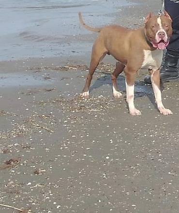 ucuz ev itleri: Pitbul, 1 il, Erkek, Peyvəndli — 7