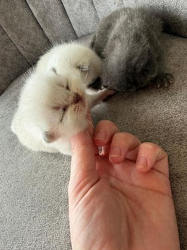 pişikler: Şotland yastı qulaq — 5